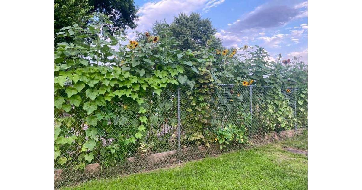 Roselle Park Community Garden in Full Swing, Hundreds of Pounds of