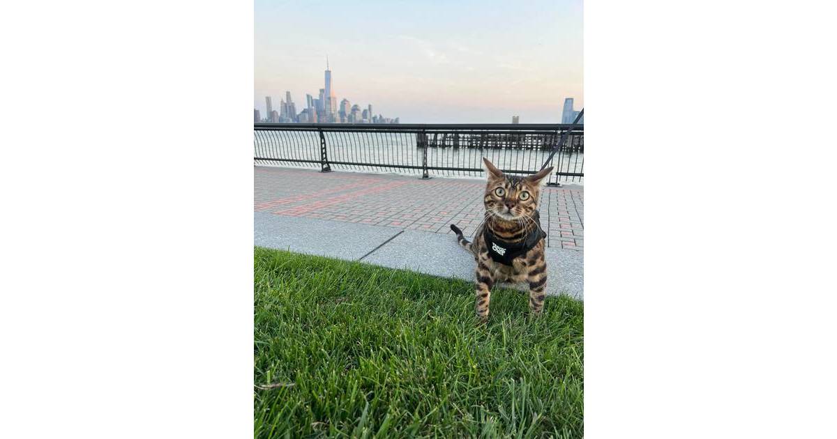 Hoboken Kitten In Running For ‘America’s Favorite Pet’ Hoboken, NJ