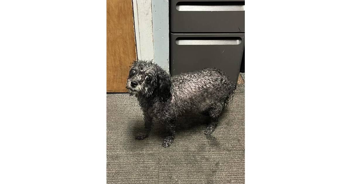 Roseland P.D. Seeks Owner of Lost Dog West Essex, NJ News TAPinto