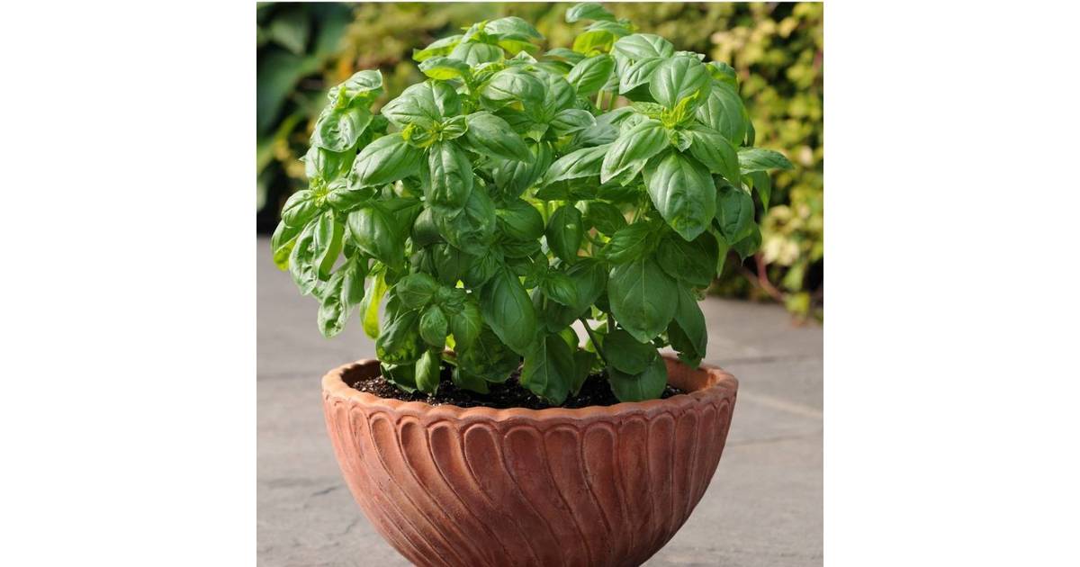 Growing Herbs in Containers South Plainfield, NJ News TAPinto