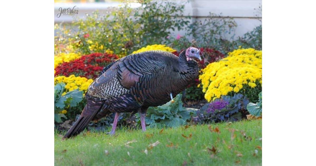 West Orange Businesses Will Celebrate Turkules on Hometown Hero Day, Nov. 18 West Orange, NJ