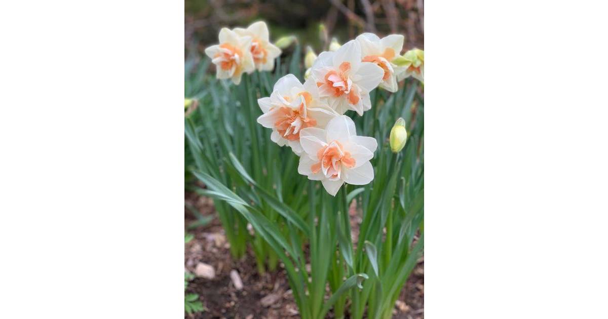 Daffodils with a Difference South Plainfield, NJ News TAPinto