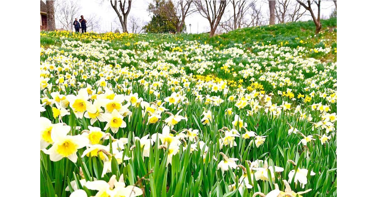 Stem Class Summit Arboretum Hosts 'Daffodil Day Festival', Apr. 16