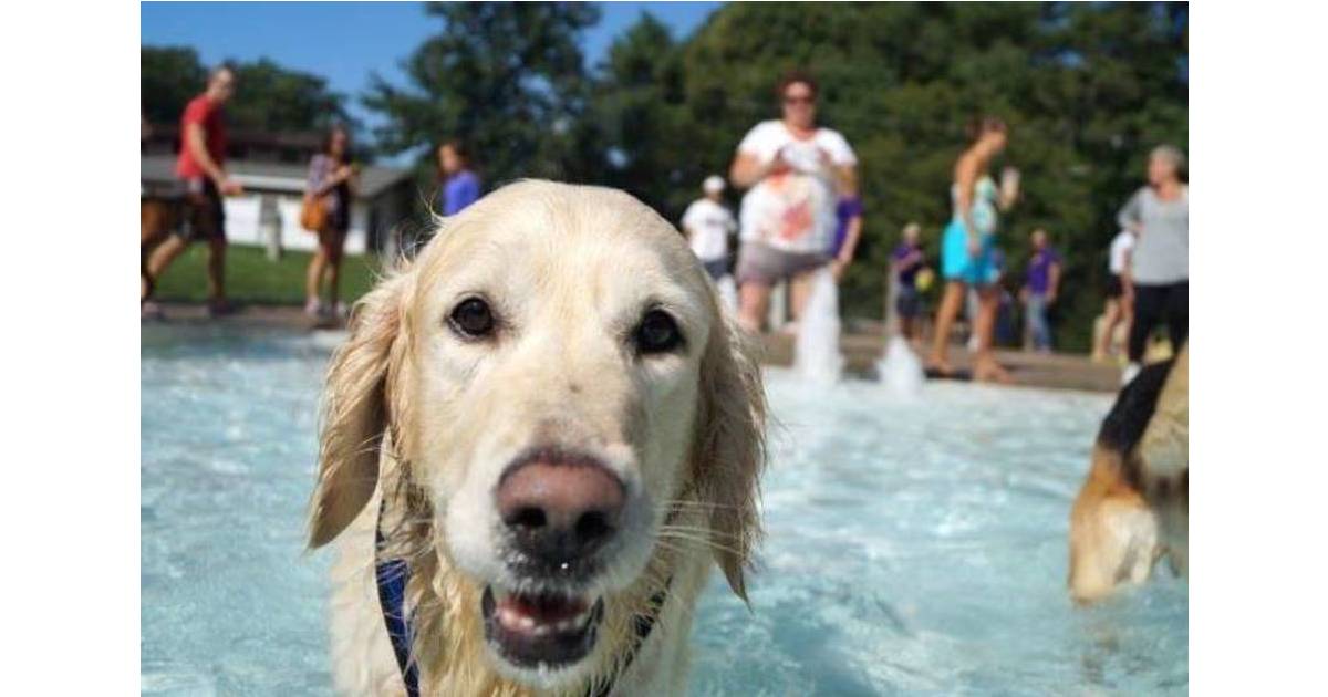 Fresh Drip Summit Doggy Dip Set For Sept 24 Summit NJ News TAPinto