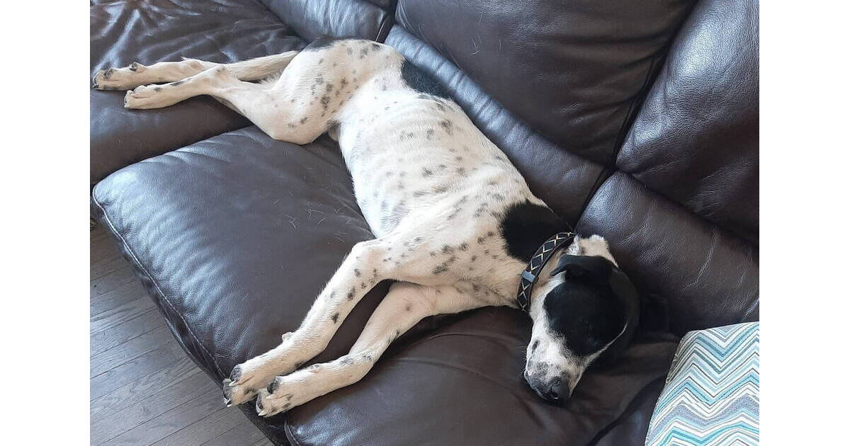 Missing Dog Found in Randolph Roxbury, NJ News TAPinto TAPinto
