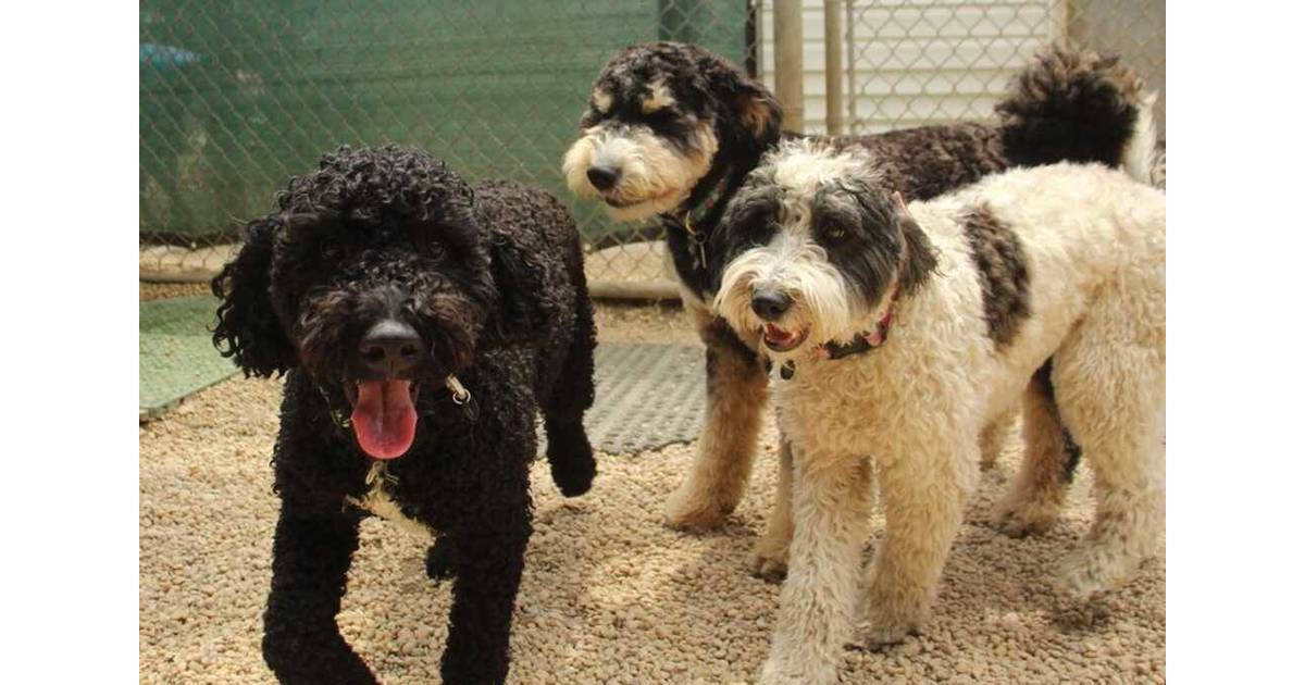 MIDDLETOWN The Dog Barn and Groom Opens in Port Monmouth Middletown