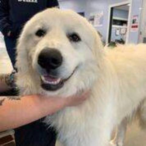 hubert animal shelter