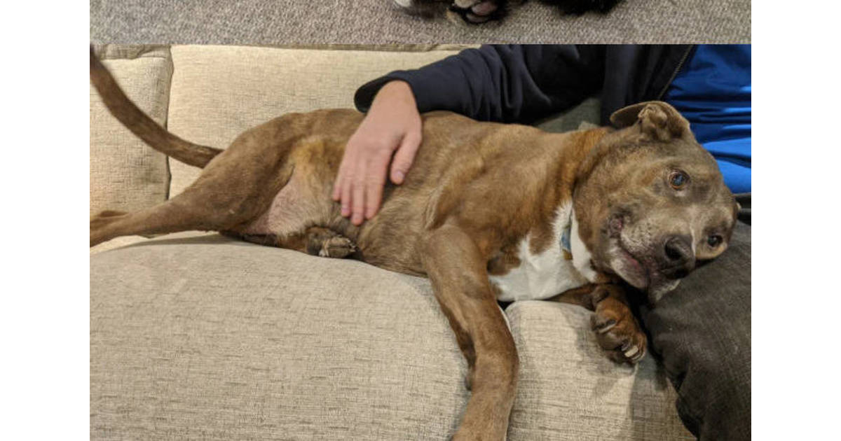 A Guide to PetFriendly Furniture Roxbury, NJ News TAPinto