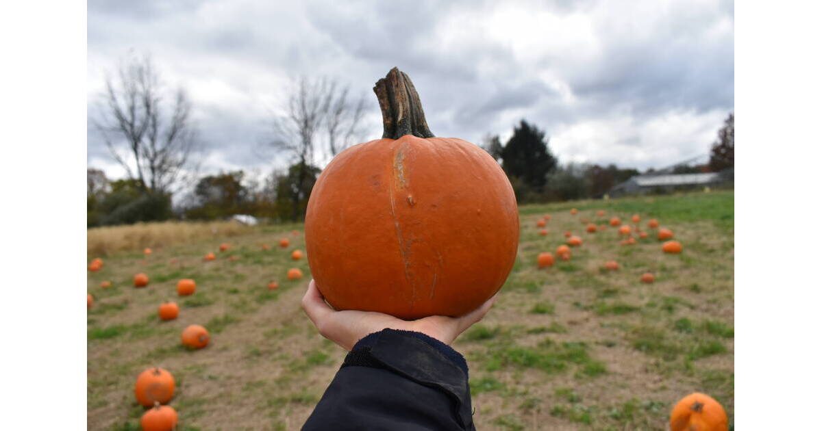 Basking Ridge Farms Host Fall Events Basking Ridge NJ News TAPinto