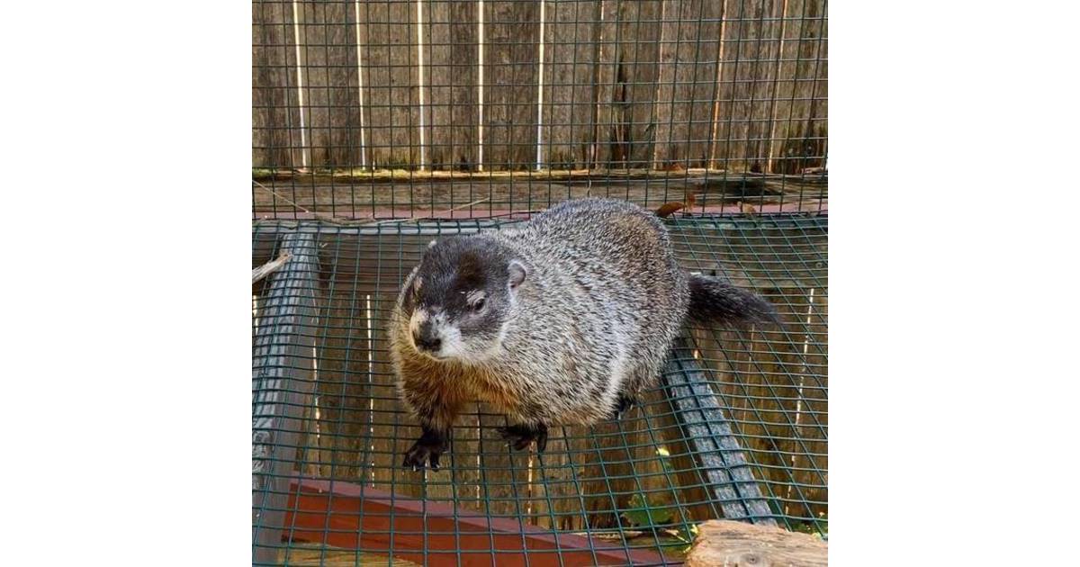 It Will be Another Quiet Groundhog Day in Milltown Milltown/Spotswood