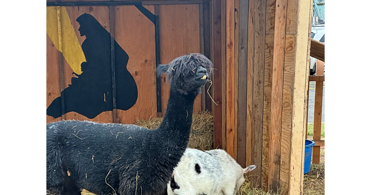 Live Animals Are Back at Scotch Plains Municipal Building for Holiday Live Animals Are Back at Scotch Plains Municipal Building for Holiday