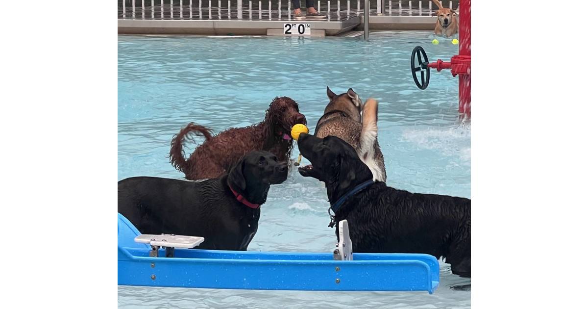 Glen Rock NJ Dog Park NonProfit’s 5th Annual Pool Pawty Fair Lawn