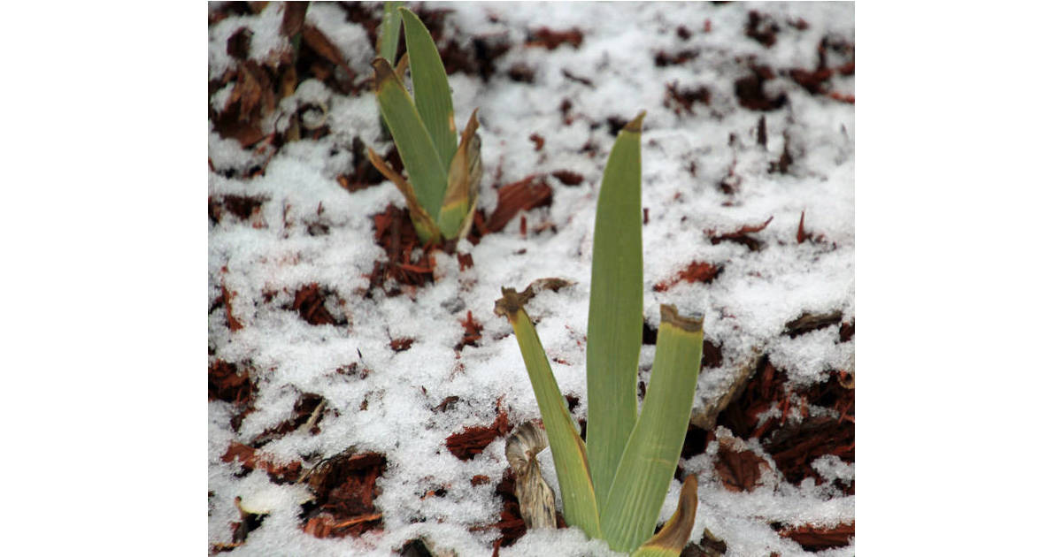 Weird Weather Hawthorne Feeling It but Thankful for Warm Conditions Hawthorne , NJ News TAPinto