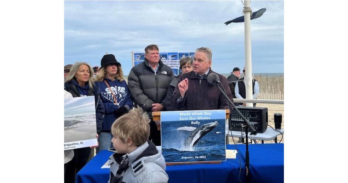 Another Dead Whale Washes Ashore in Seaside Park Barnegat/Waretown, NJ News TAPinto