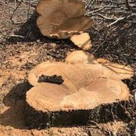 Sparta Mountain Forest Logging Continues; $2.4 M to NJ DEP for Forest