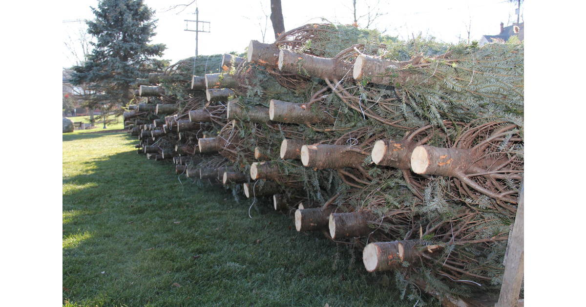 Sparta VFW to Hold Annual Christmas Tree Sale for Scholarship Fund