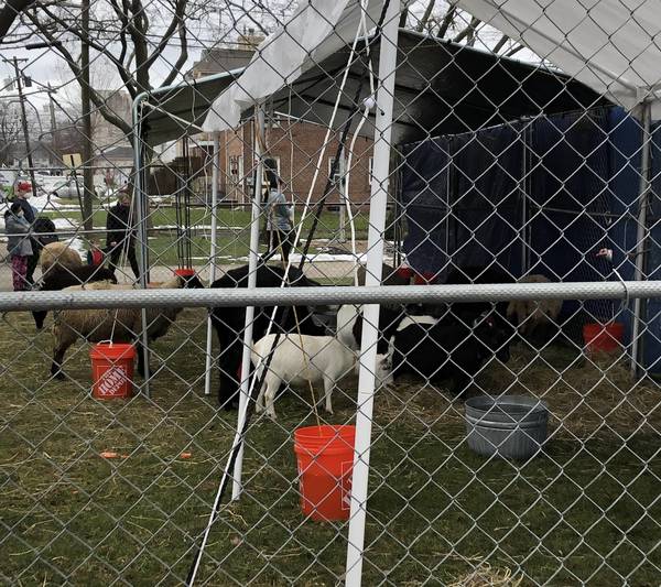 Church of Saint Theresa LiveAnimal Nativity Brings Christmas Cheer in Kenilworth TAPinto