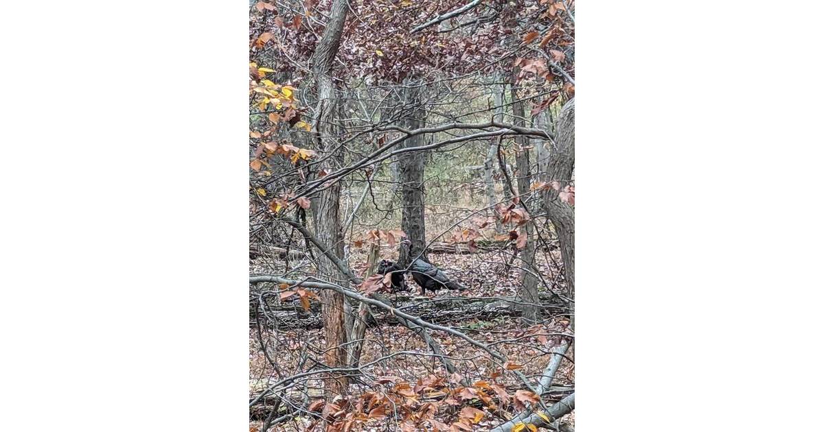 Video Footage of Turkules with a Female Companion in the Woods West Orange, NJ News TAPinto