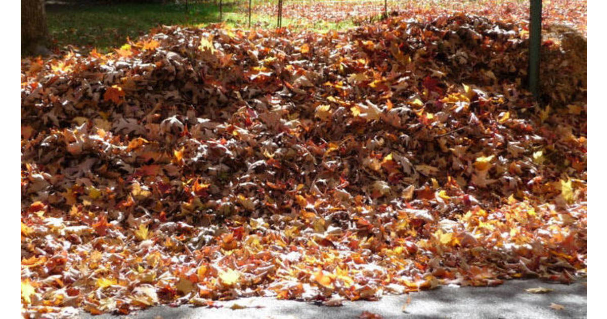 Fanwood Fall Leaf Pickup Last Day to Put Out Leaves Is Mon, Dec. 12