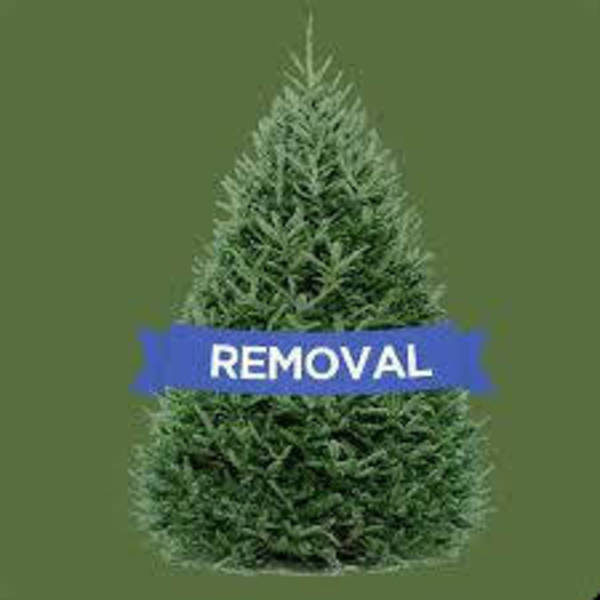 Christmas Tree Pickup Begins in Morris Township, Morristown