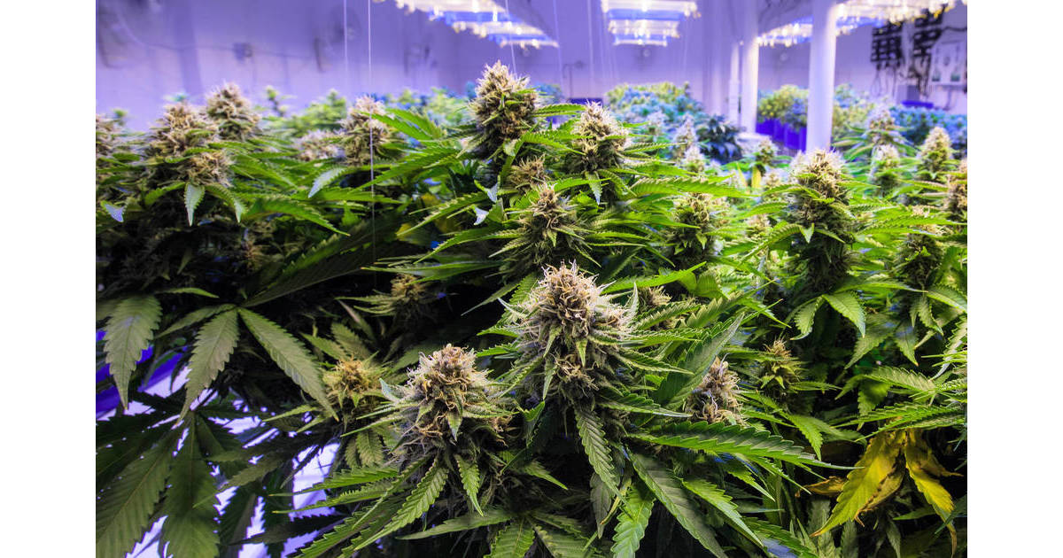 cannabis-retailing-in-camden-expanded-under-change-in-law-camden-nj