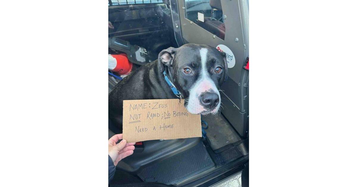 Cranford Police Seek Information About a Dog Found Tied to a Pole Near ...