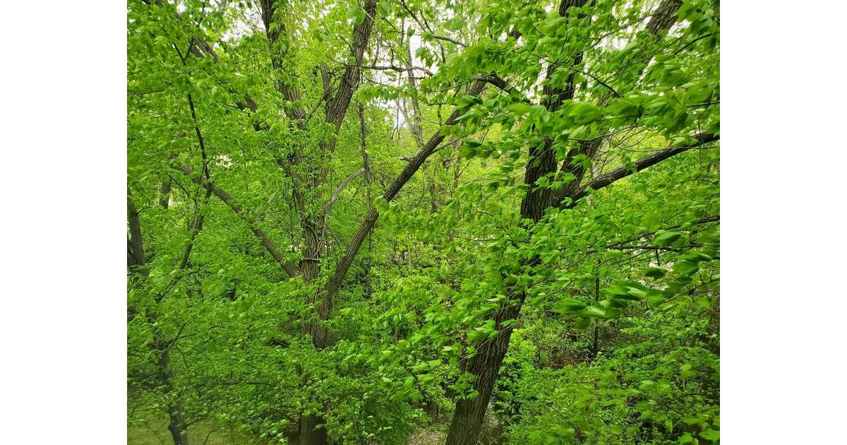 Artificial christmas trees paramus nj