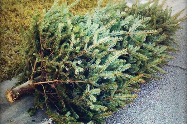 Renton waste management christmas tree