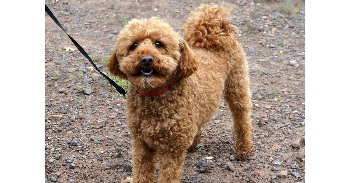 How science can help you train your puppy | Roselle Park, NJ News TAPinto