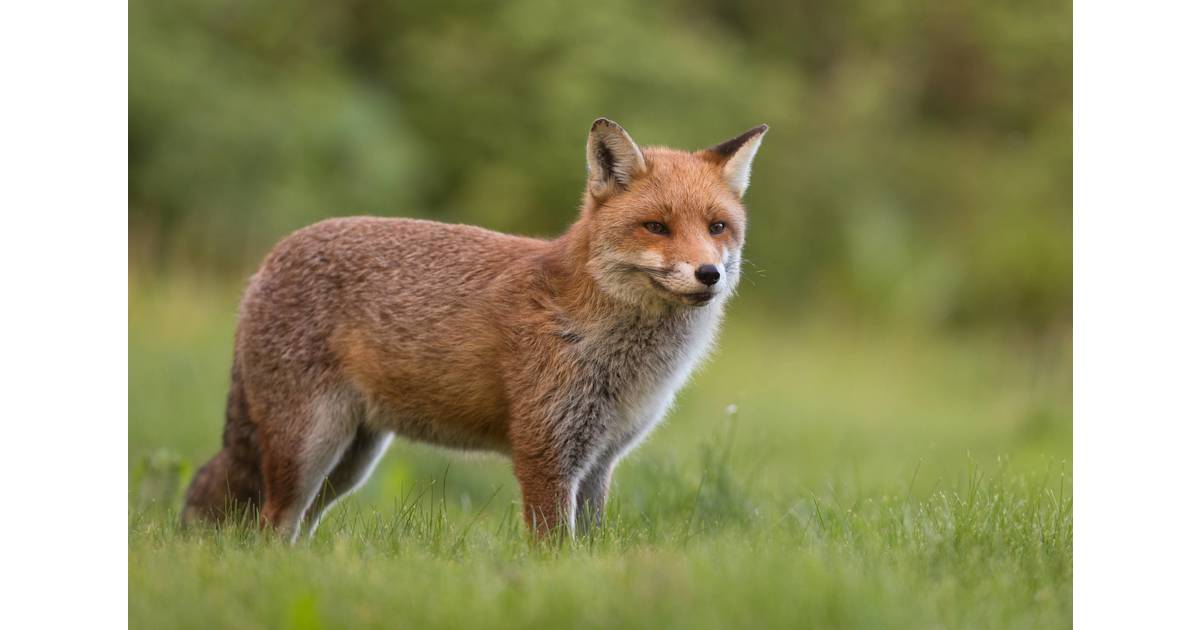 fox-attacking-dogs-reported-on-cranford-s-south-side-cranford-nj