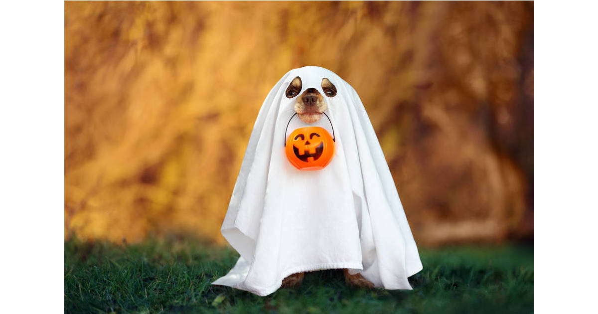 Costumes, Candy and Trucks at Bergen New Bridge Medical Center This