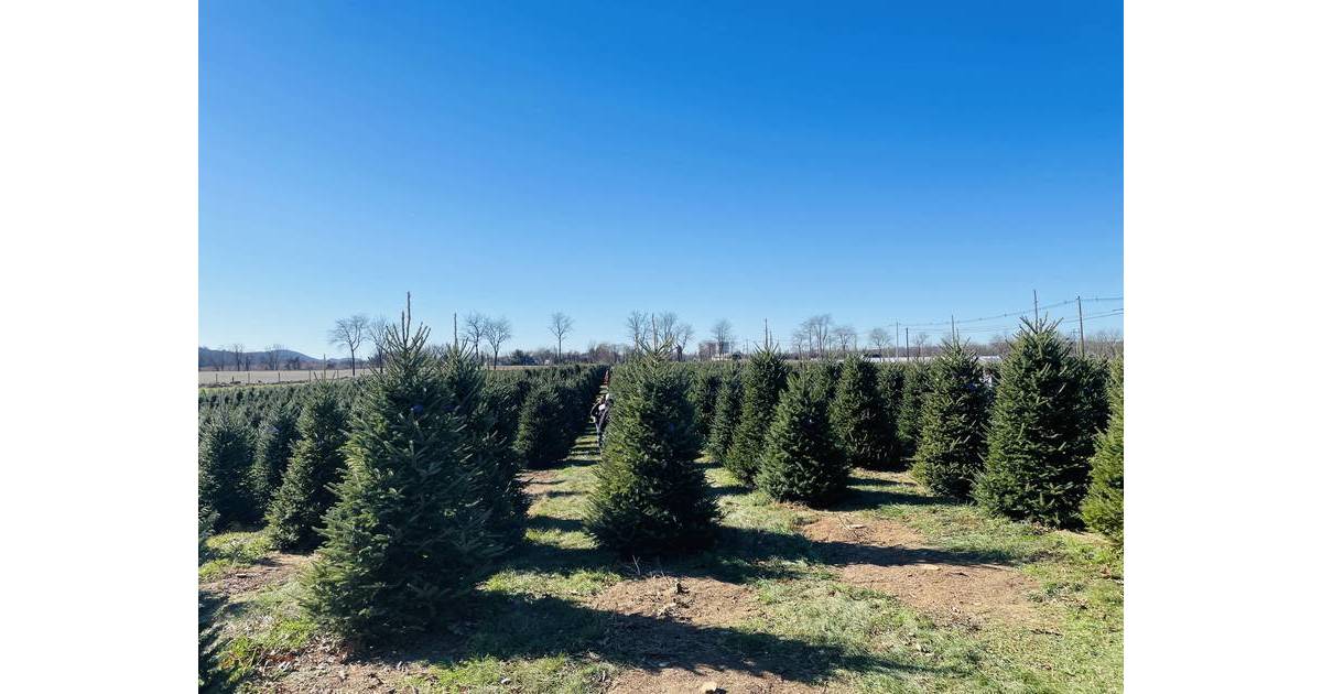 Randolph Township Christmas Tree Collection in January 2023 Randolph