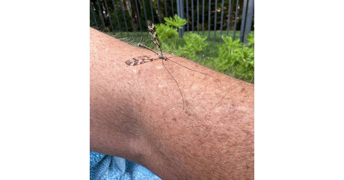 Mosquito Spraying in Hamilton