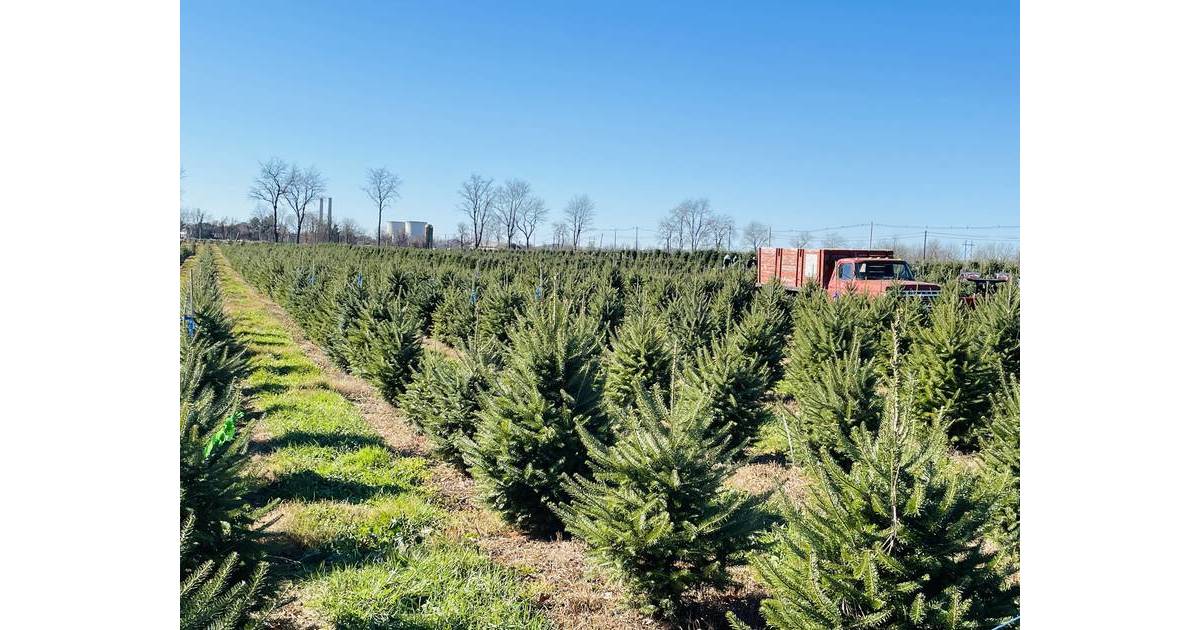Christmas Tree Collection in Randolph January 2024 Randolph, NJ News