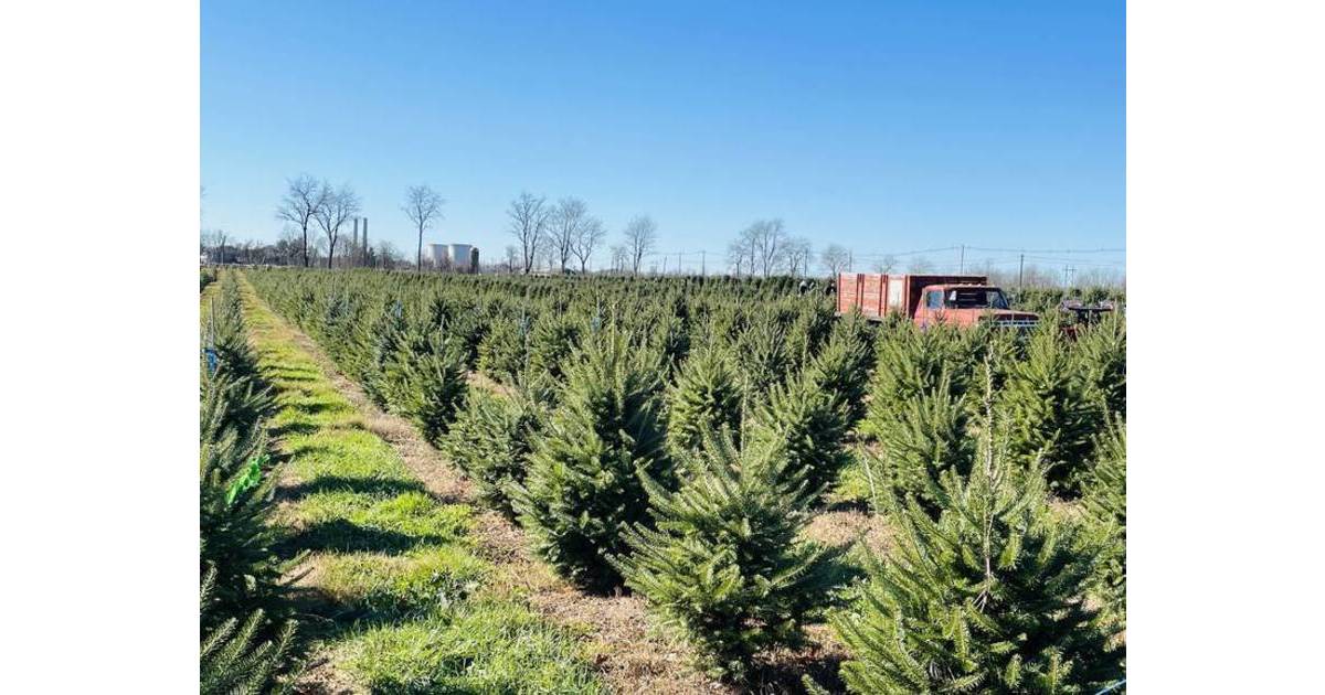 An Updated Guide to Christmas Tree Shopping Where to Find the Perfect