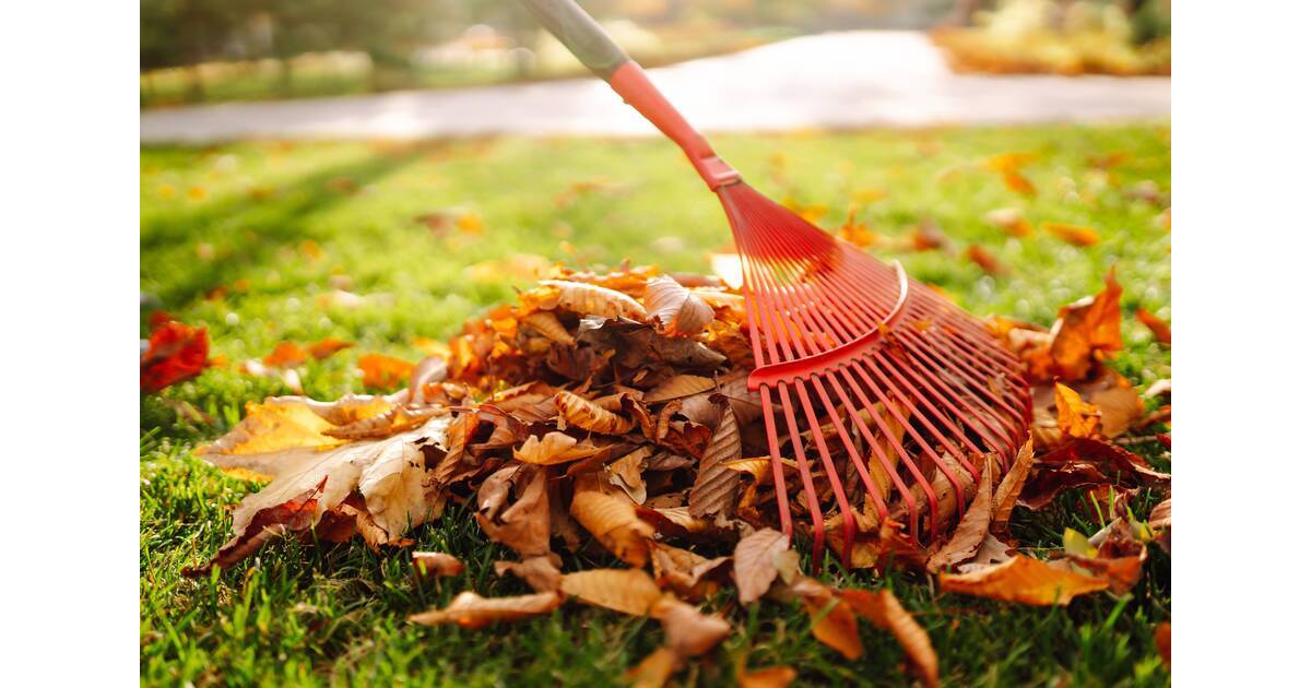 Town of Westfield’s Leaf Pickup to Start Early, Mayor Says