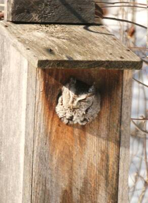 Carousel image 67c6c9535730b385aa28 02 25col woods screech owl