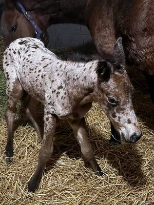 Carousel image 49683b9d2c355b4b505a 0319 rnh a5 column photo   horses of unbridled 1