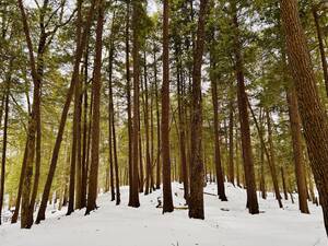 Carousel image b63be53be9788cbd66c1 0319 rnh a6 new column photo   wild reverie with 1 pic