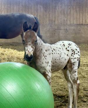 Carousel image ed19ba3ea5ff9a6ad683 0326 rnh a5 column photo   horses of unbridled 1