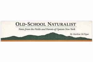 Carousel image 3ecf75f385ddcaf9a0b8 0416 rnh a3 column header   old school naturalist with graphic and header