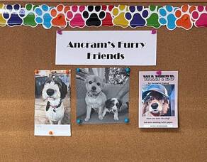 Carousel image 6573e3f8671b5b43923f 06 25news dog bulletin board