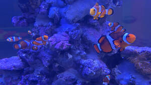 Carousel image f2f1981132868b28eb73 06272025 cam aquarium orange fish img 1413