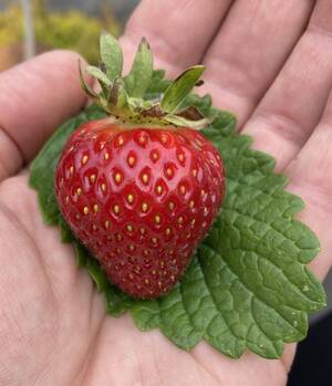 Carousel image e22ca15447d85e0fe41a 0703 tj page 14 correspondents photo   carlisle with 1 pic