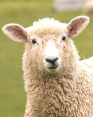 Carousel image b979b730d1750153432b 08 26comm sheep and wool