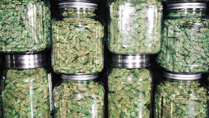 Carousel image be78a436670f843d2d54 08082025 cam cannabis shutterstock 1120527056