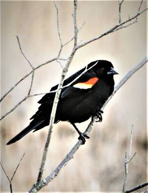 Carousel image c9596b7fa1b6636897ae 09 26col woods 