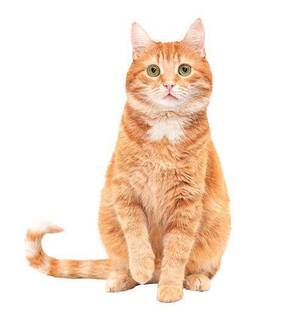 Carousel image 24fe2cb94a27d2433fba 10 25comm orange cat