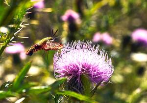 Carousel image 362ec6f9402c325a297a 10 26comm pollinator paradise