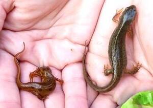 Carousel image a6f74aebbd2348ac9b78 10 26comm amphibian workshop salamanders taconic state park